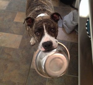 Rosie adopted by WV personal injury lawyer Brooks West at KCHA in Charleston, WV