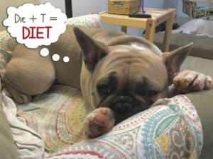 French Bull Dog having nightmares about dieting
