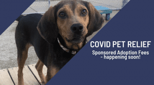 Dog available for free adoption at Charleston, West Virginia animal rescue
