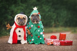 Christmas dogs celebrating West Law Firm's sponsorship of 20 dogs at the KCHA in Charleston WV