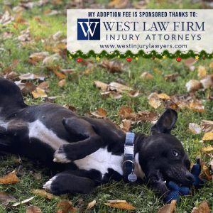 Playful dog up for adoption in Charleston, WV sponsored by West Law Firm