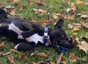 dog sponsored by West Virginia personal injury lawyers at West law firm