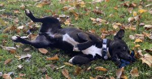 Dog sponsored by the personal injury lawyers at West Law Firm