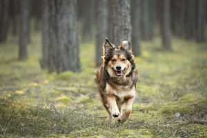 Mixed German Shepard running at large in violation of West Virginia dog bite laws.