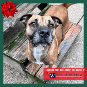 Rescue dog at Kanawha Charleston Humane Association sponsored by West Law Firm.